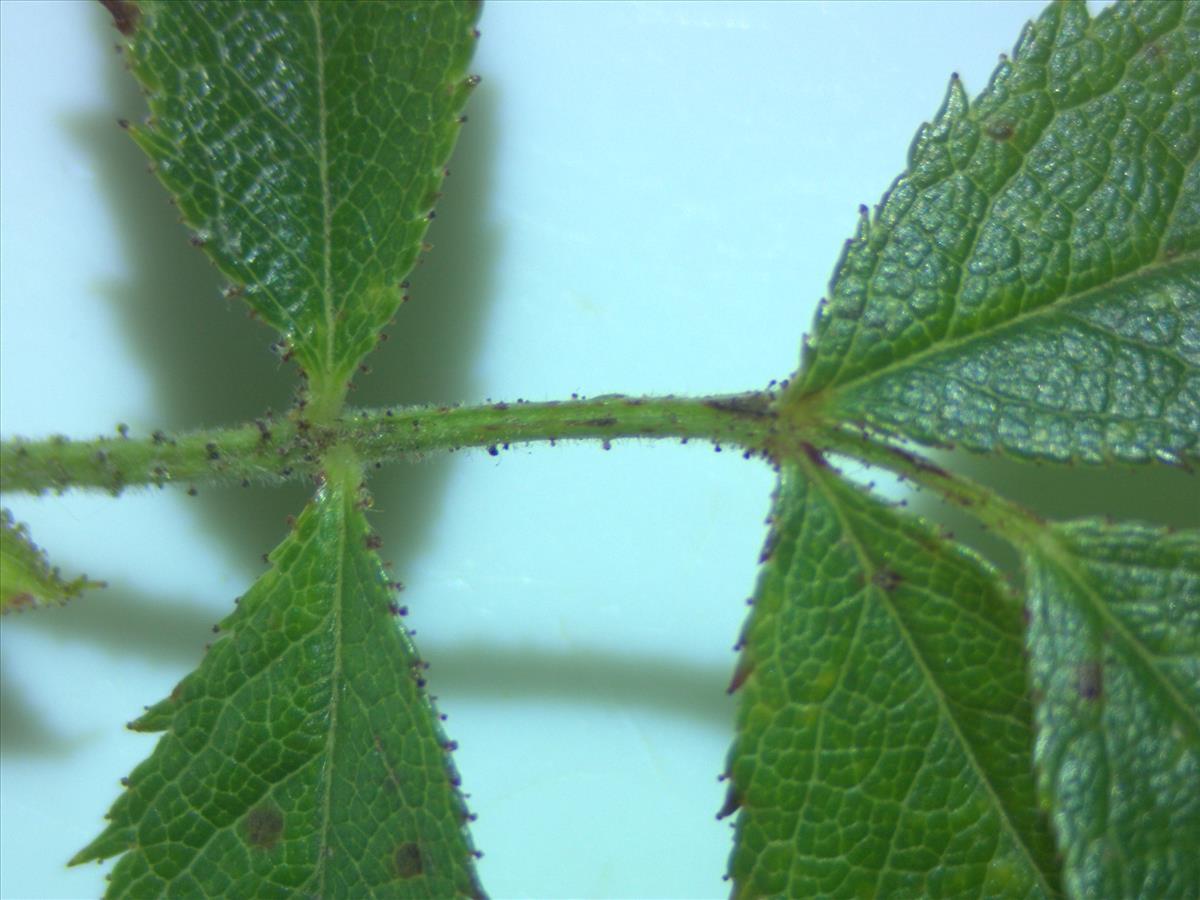 Rosa agrestis (door Jan Klinckenberg)